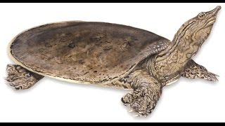 Spiny softshell turtle (Tank Setup)