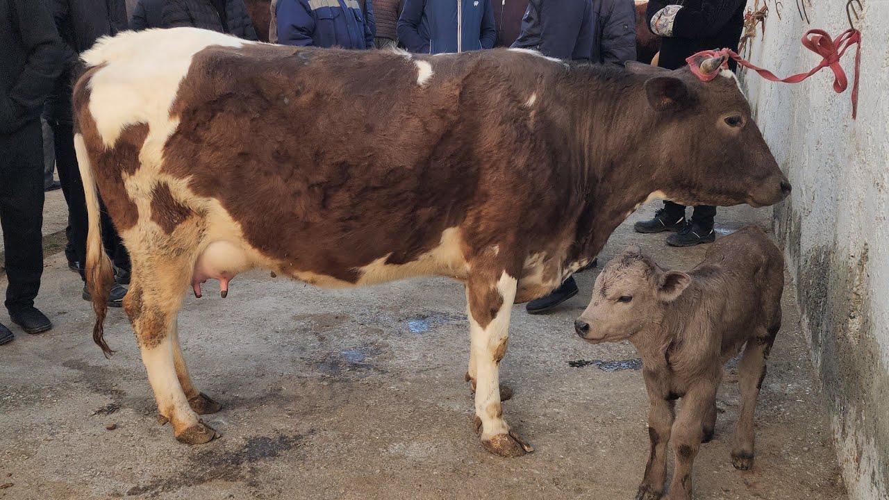 RISHTON CHORVA BOZORI NARXLARI. 