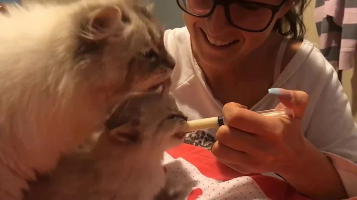 Video 302041: siberian neva masquerade, siberian kitten, colorpoint siberian, breed kitten, kitten drinking milk, cattery