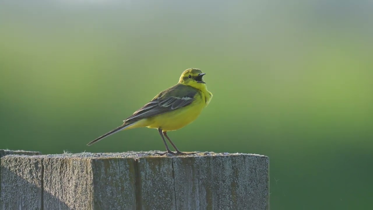 Yellow Wagtail and call