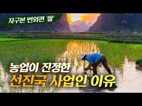 진정한 선진국 사업인 농업, 땅넓고 잘자라는 동남아 벼농사가 어려운 이유 #지구본연구소