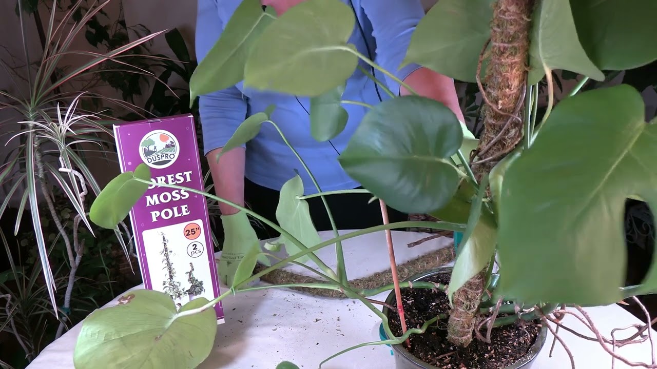 Moss Poles for Houseplants/How and Why to Use Them - YouTube