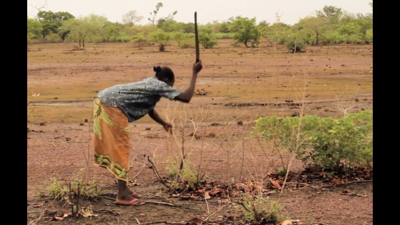 Français - Régénération Naturelle Assistée RNA   Un projet de l'association Tiipaalga