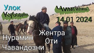 Улок Кубодиён Чимгилиш2 14 01 2024 зур улок булди тез томоша киламиз жуда катта улок