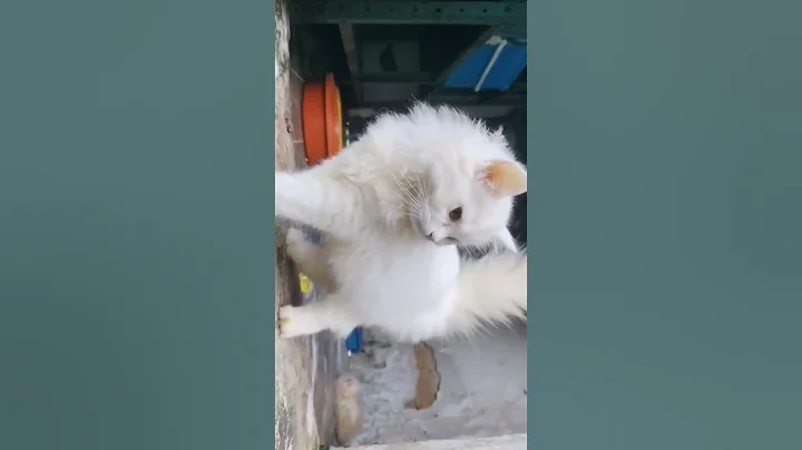 Video 11374351: persian cat baby pet