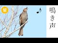 【解説付き】ヒヨドリの鳴き声(地鳴き)