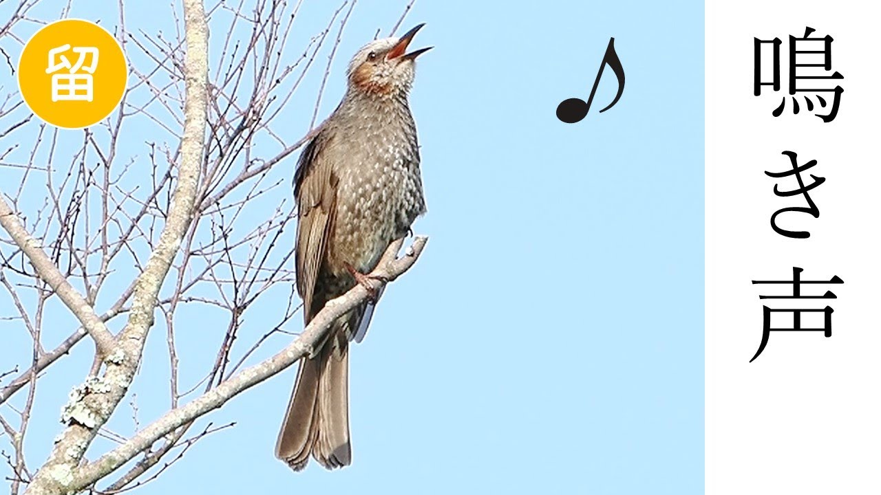 ヒヨドリ｜GOOPASS野鳥図鑑