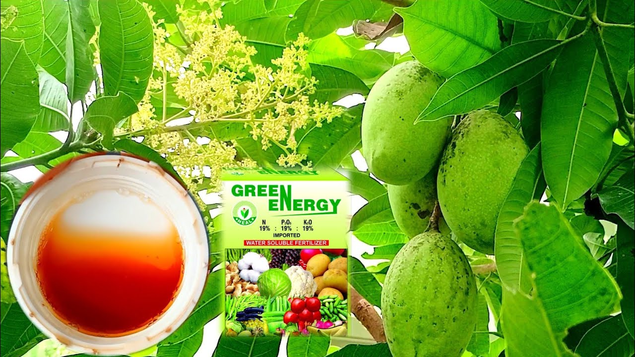 Use This Liquid Organic Fertilizer to Make Mango Tree Fruit Fast Best