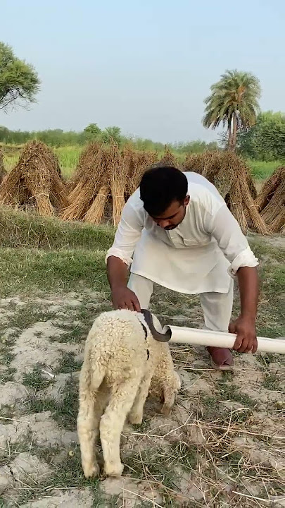 gowatia nag