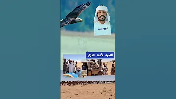 الشاعر أبو محمد الكاهلي فخر الكواهله فزع جقله 