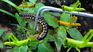 Hunting millipede,catch and observeharpaphe haydeniana