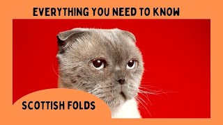 Scottish Fold Cat 101: Everything You Need to Know screenshot 5