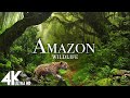 Amazon 4k  the worlds largest tropical rainforest  relaxation film with calming music
