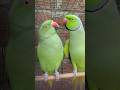 Mitthu Sound Talking Parrot Video #shortsfeed #parrot #youtubeshorts #shortvideo #lover #trending