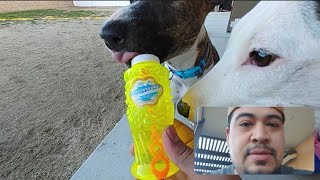 My Pups play with BUBBLETASTIC BACON BUBBLES! Amazon Product Review