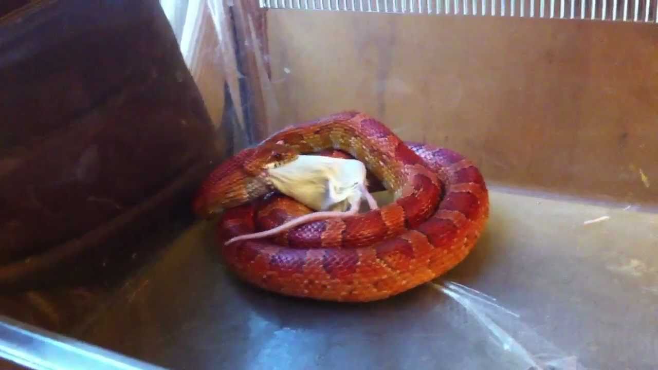 video phone beyonce mp3 Cornflake my corn snake