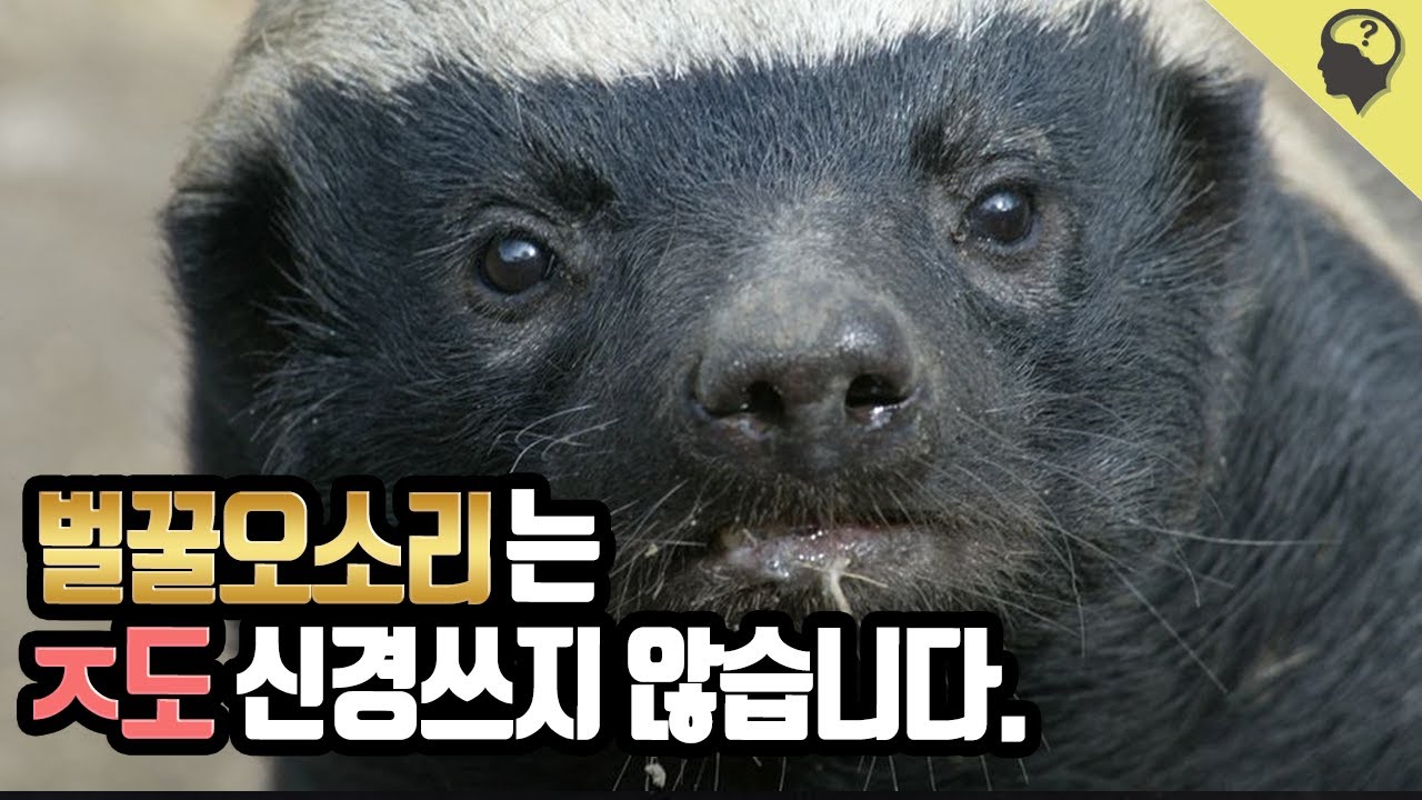 ㅈ도 신경쓰지 않는 사바나의 분조장 '벌꿀오소리'의 이야기