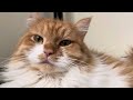 The cat who love to sleep  olives sleep routine cutecat catlover