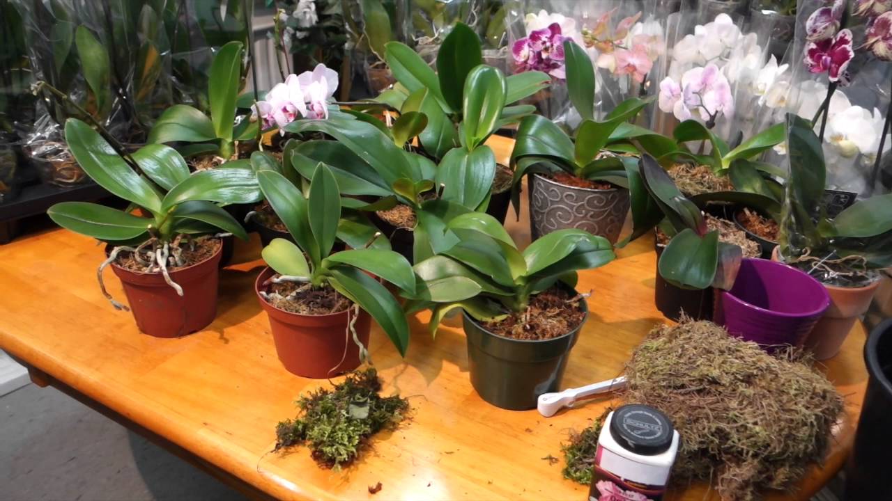 Орхидея нужна земля