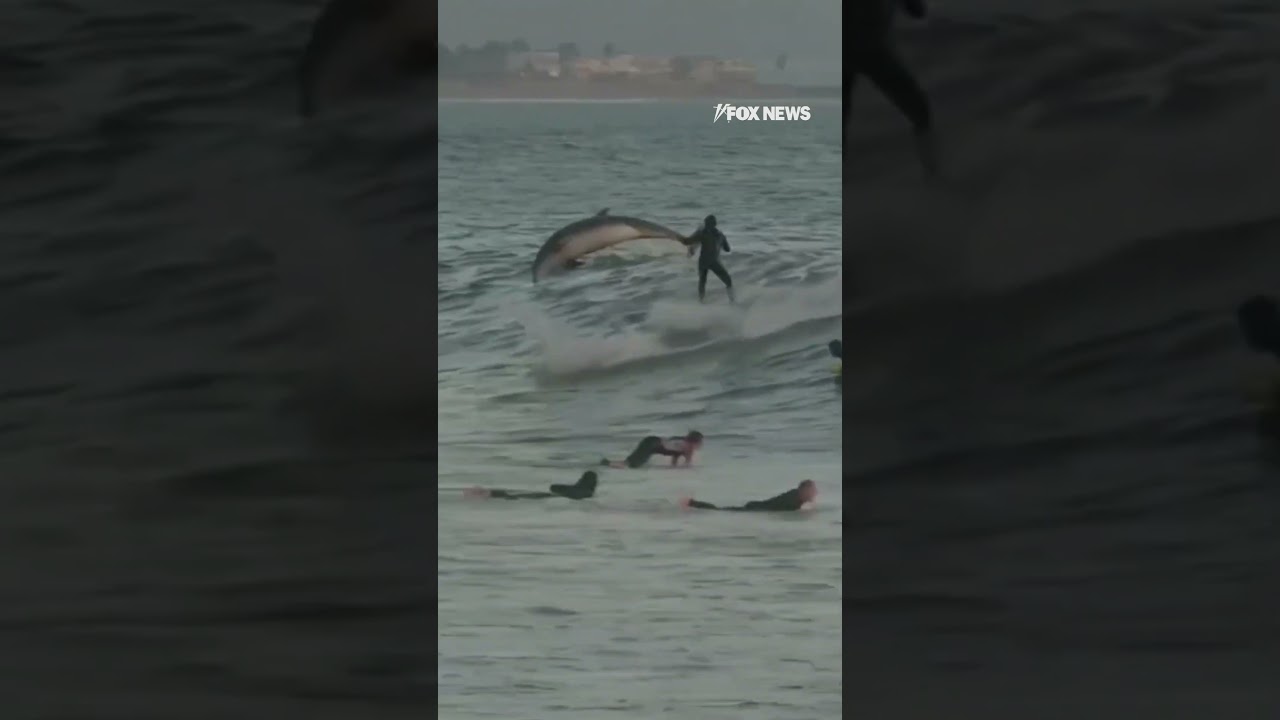 Dolphins ride waves with surfers off California coast