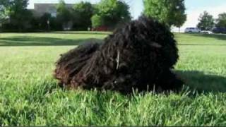 Puli.avi by JDACanimalblog 4,892 views 14 years ago 3 minutes, 18 seconds