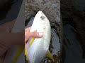 Umpan hemat, ikan gaswat 😱😱 #gengnyendaljember #ciamiksoro