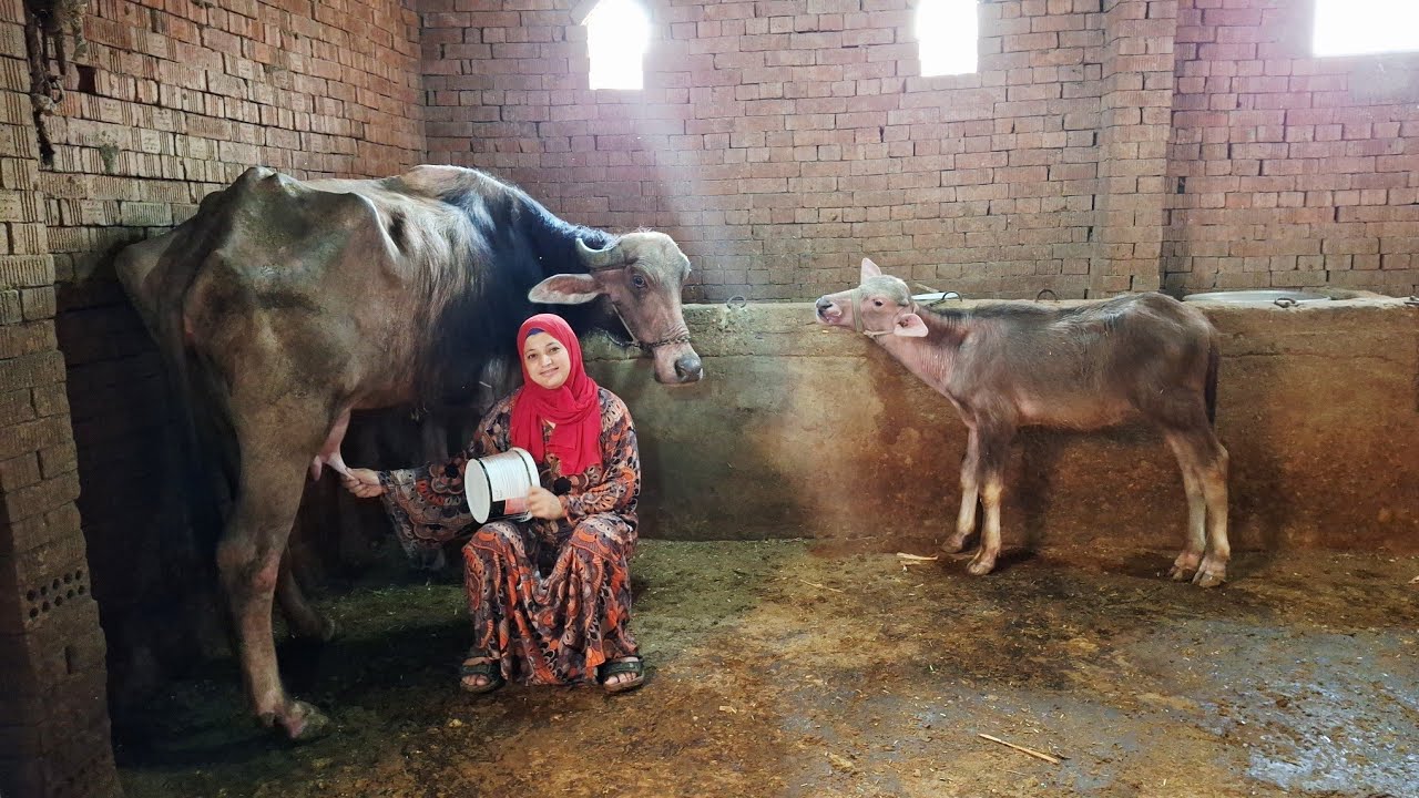 روتين فلاحى لمامت كنزى من طلعة النهار ☝️بناءا على طلب متابعينى وحبايب قلبى #تحنين_وحلب_الجاموسة 