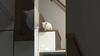 OMG🫢 #cat #cats
