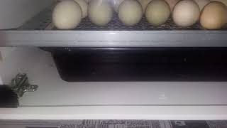 Colocando novos ovos na chocadeira