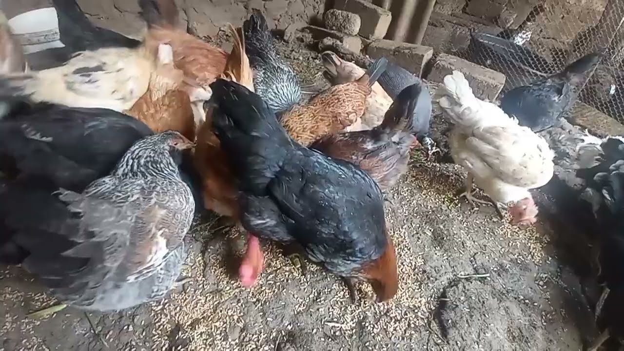 Toyuqların Kürt yatması üçün nə etmək lazımdır ❓