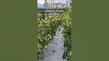 Faktor kegagalan petani cabe musim kemarau