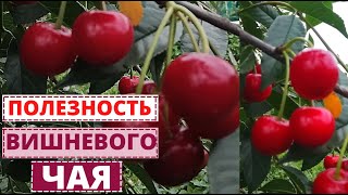 Чем полезен ВИШНЕВЫЙ ЧАЙ? Пора делать заготовку