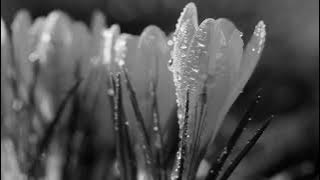 Daniel Di Angelo-Temptations