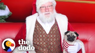 Download lagu Pug Who's Creeped Out By Santa Goes To Meet Him | The Dodo