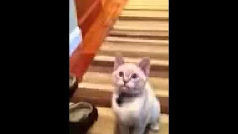 Watch the video about TiaMaria's Milo the Siamese cat Playing Fetch