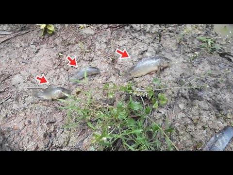 Mưa Lớn Đi Bắt Cá Rô, Cá Lóc Lên Ruộng Và Đặc Biệt Được Con Này| Catch  Perch,... On The Field - Youtube