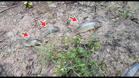 Mưa lớn đi bắt cá rô, cá lóc lên ruộng và đặc biệt được con này| Catch perch,... on the field