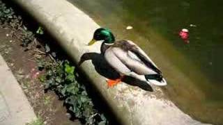 Crazy Duck Attack!