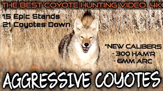 The Best Daytime Coyote Hunting Video 4K 15 Stands 21 Coyotes Down Fall 2023