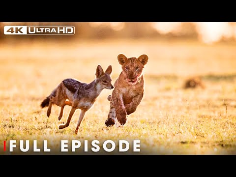 When Lion Attack | Incredible 4K Nature Scenes | Nature Animal Documentary