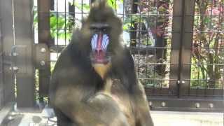 マンドリルのキーボー(おびひろ動物園)~Mandrill