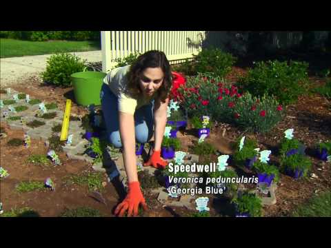 Video: Soorten beloopbare planten - Informatie over het gebruik van beloopbare planten in tuinen