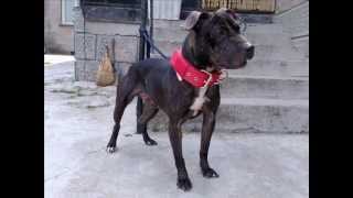 Snooty-Bgs Angela Jr