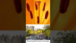 Blooming Dahlia Flowers Timelapse 2022 screenshot 2