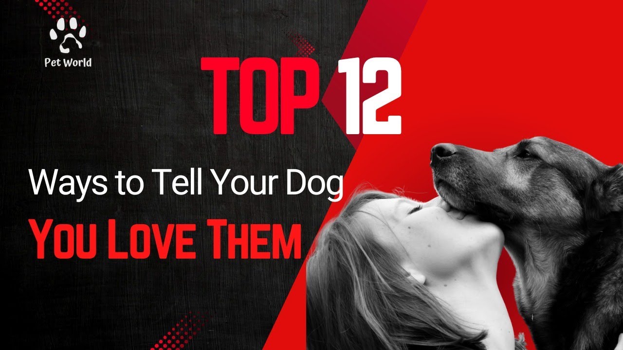 Top 12 Ways to Tell Your Dog You Love Them - YouTube