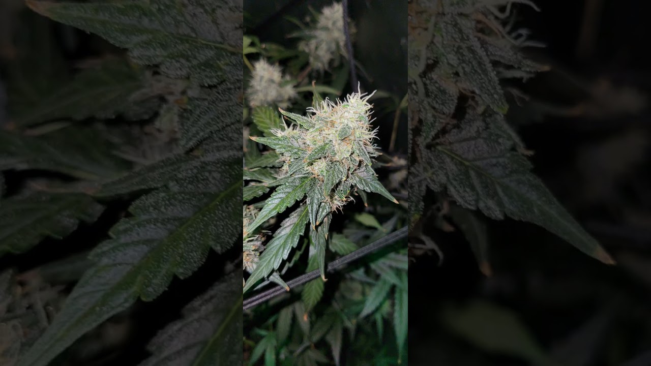 October 10, 2025 dosidos auto By Royal queen seeds