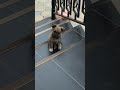 Он Сразу Учит Два Языка #рек #россия #москва #shorts #short #funny #viral #сабака #fruit #fyp#tiktok