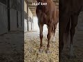 Trust feels like this 🥹🐴. #horsecare #satisfying #hoofcare #horsecommunity #viralshorts