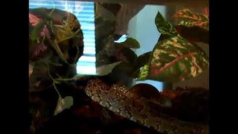 Feeding Corn Snakes Mice