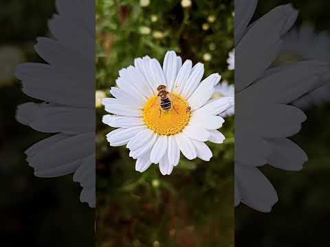 يارتني زهر بري وانتي نحلة عتابات